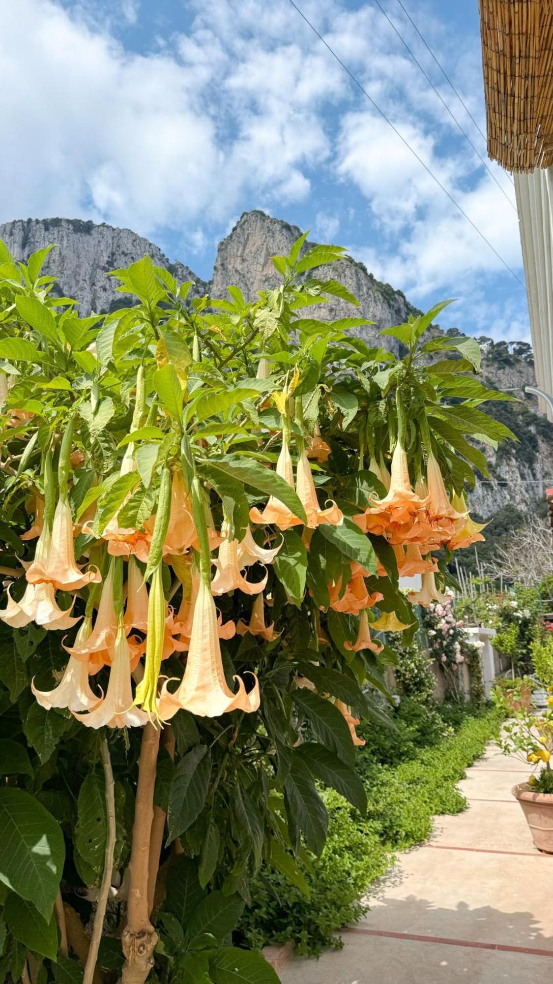 Il Cigno B&B Capri Exteriér fotografie