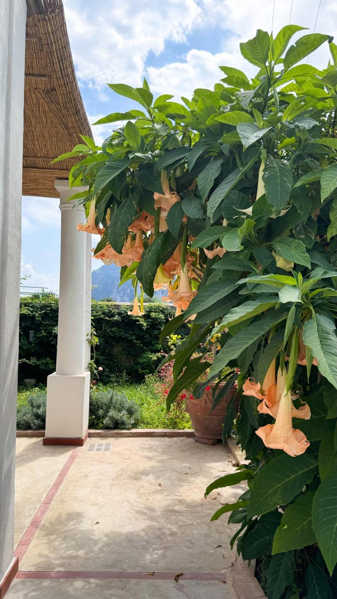 Il Cigno B&B Capri Exteriér fotografie