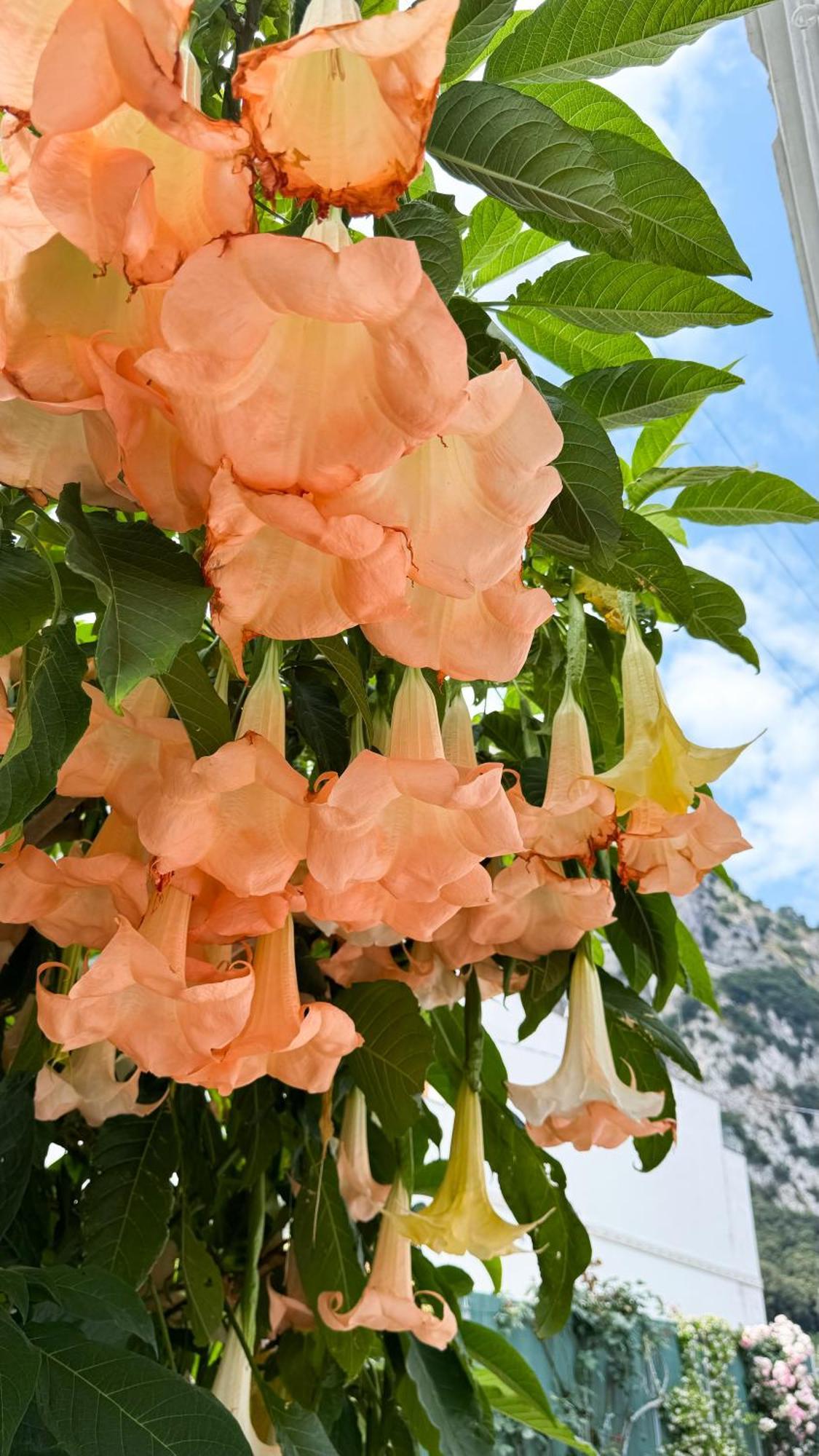 Il Cigno B&B Capri Exteriér fotografie